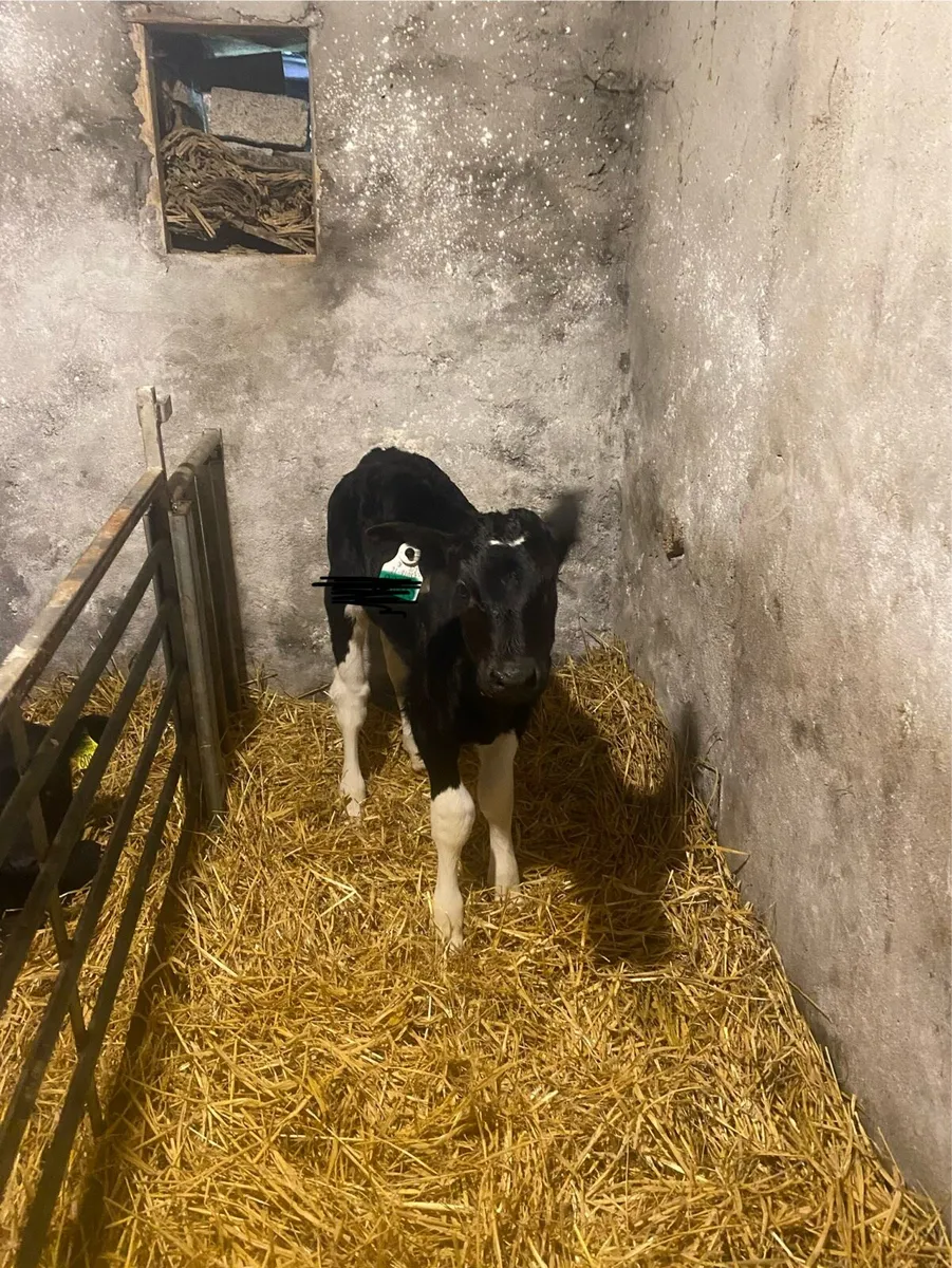 Friesian Heifer Calves - Image 2
