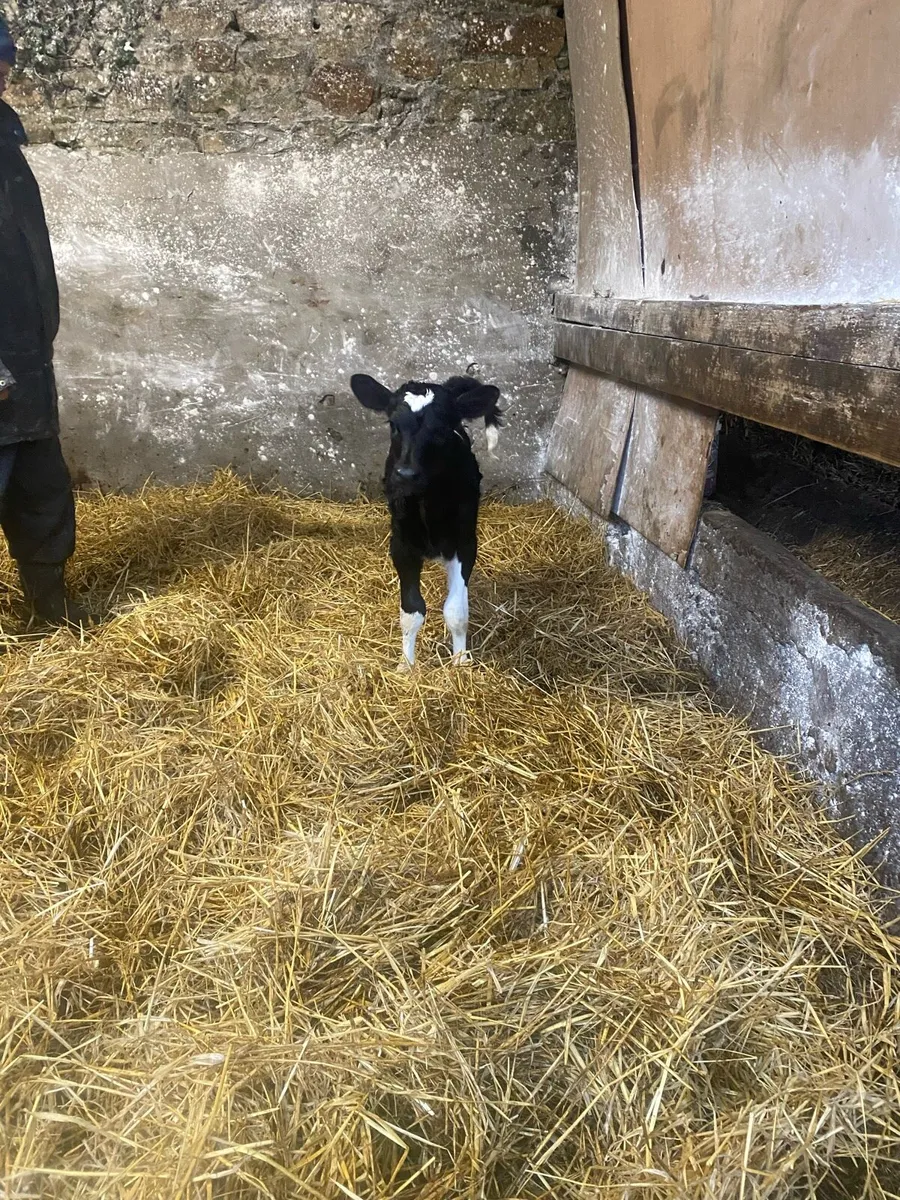 Friesian Heifer Calves - Image 3