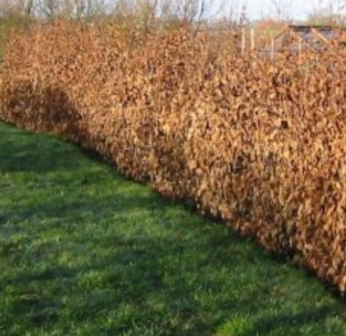 Bareroot hornbeam for sale