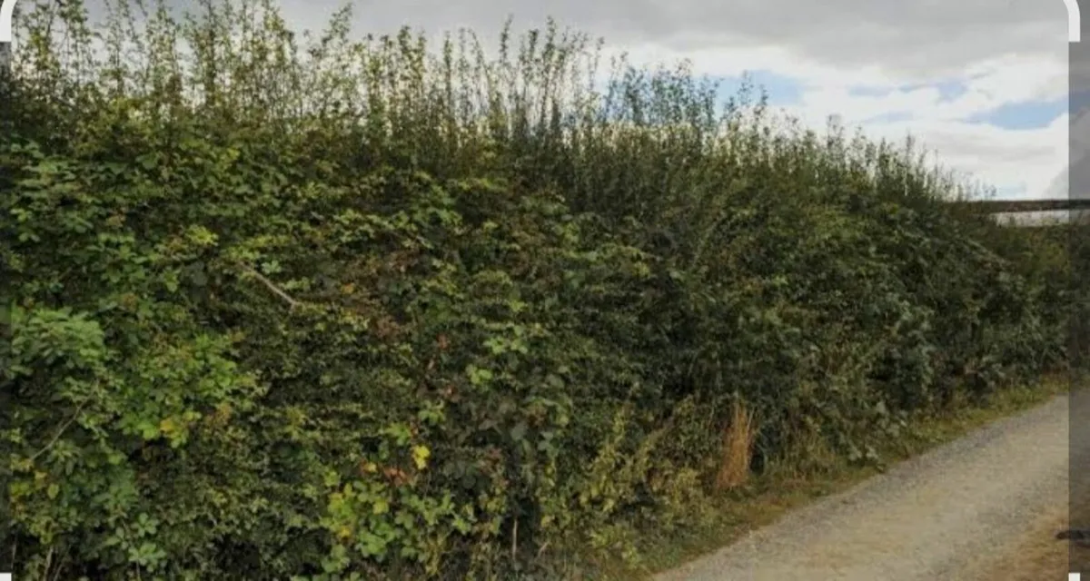 Hedging (Hawthorn/Alder/Birch/Scots Pine) - Image 1