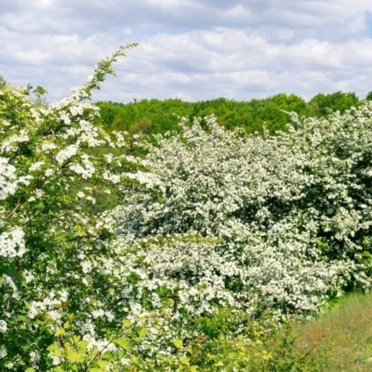 Hedging (Hawthorn/Alder/Birch/Scots Pine) - Image 2
