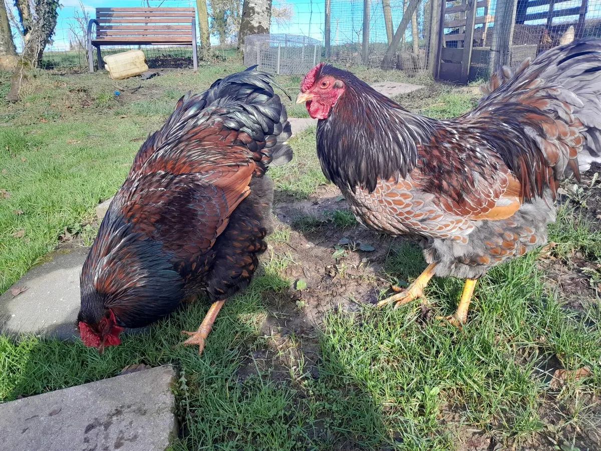 .2 wyndotte roosters - Image 1