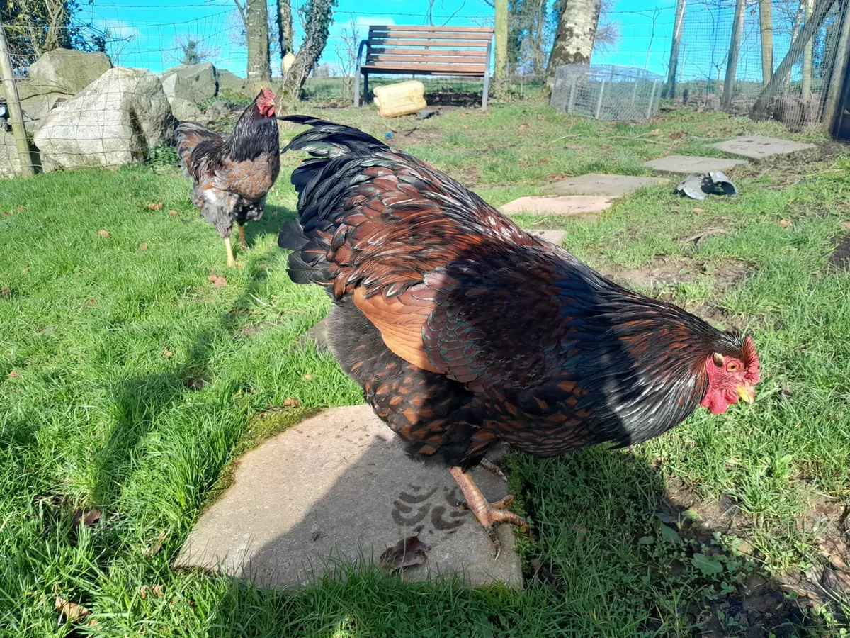 .2 wyndotte roosters - Image 3