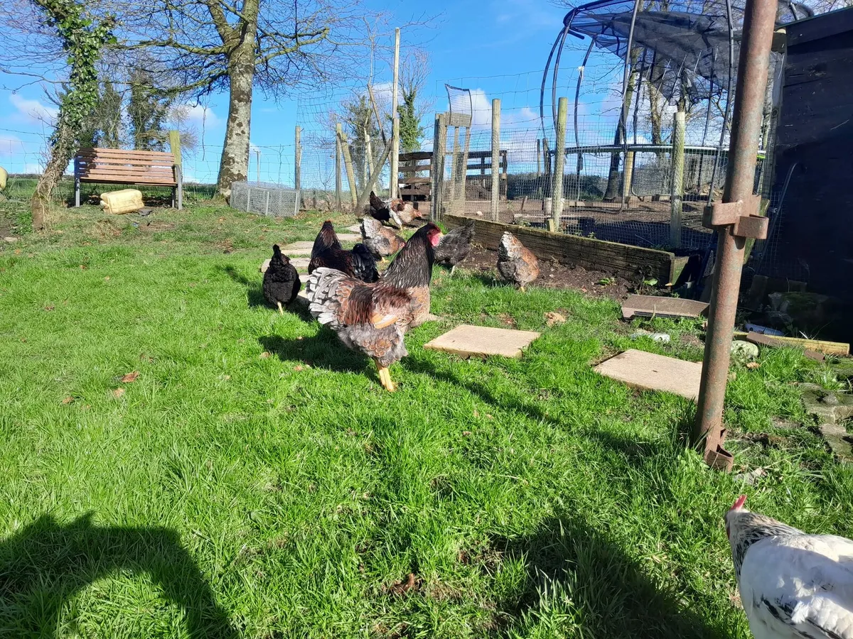 .2 wyndotte roosters - Image 2