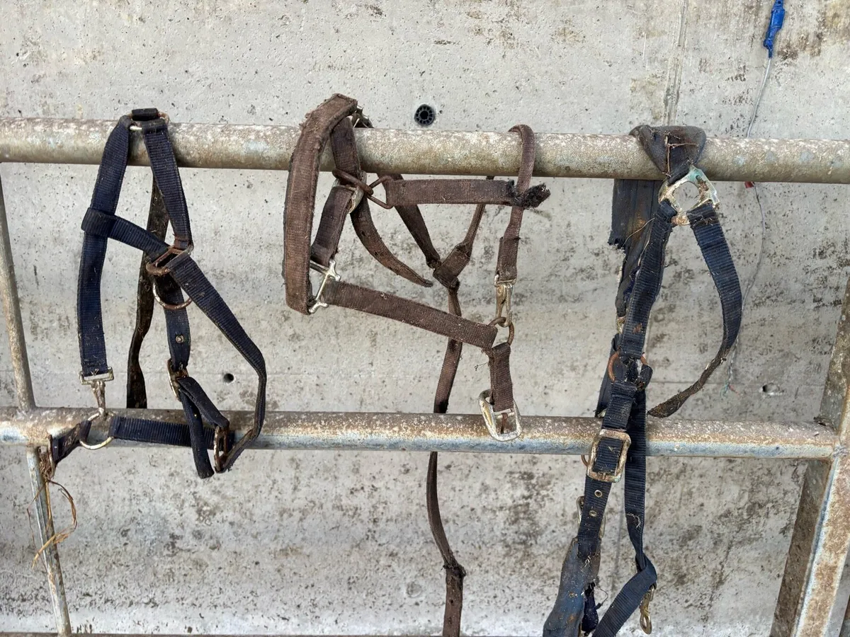 Horse Rugs and Bridals €100 for lot - Image 4