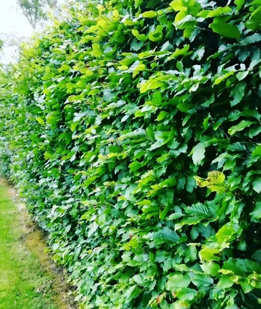 Bareroot green beech for sale