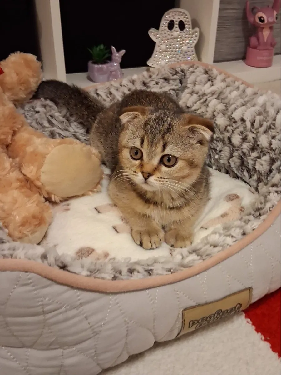 Scottish Fold Female Kitten - Image 1