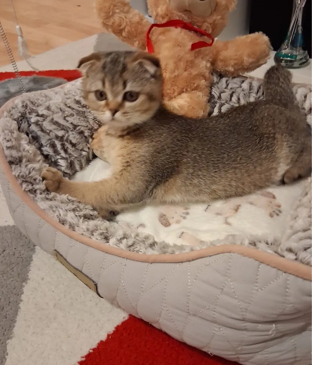 Scottish Fold Female Kitten - Image 2