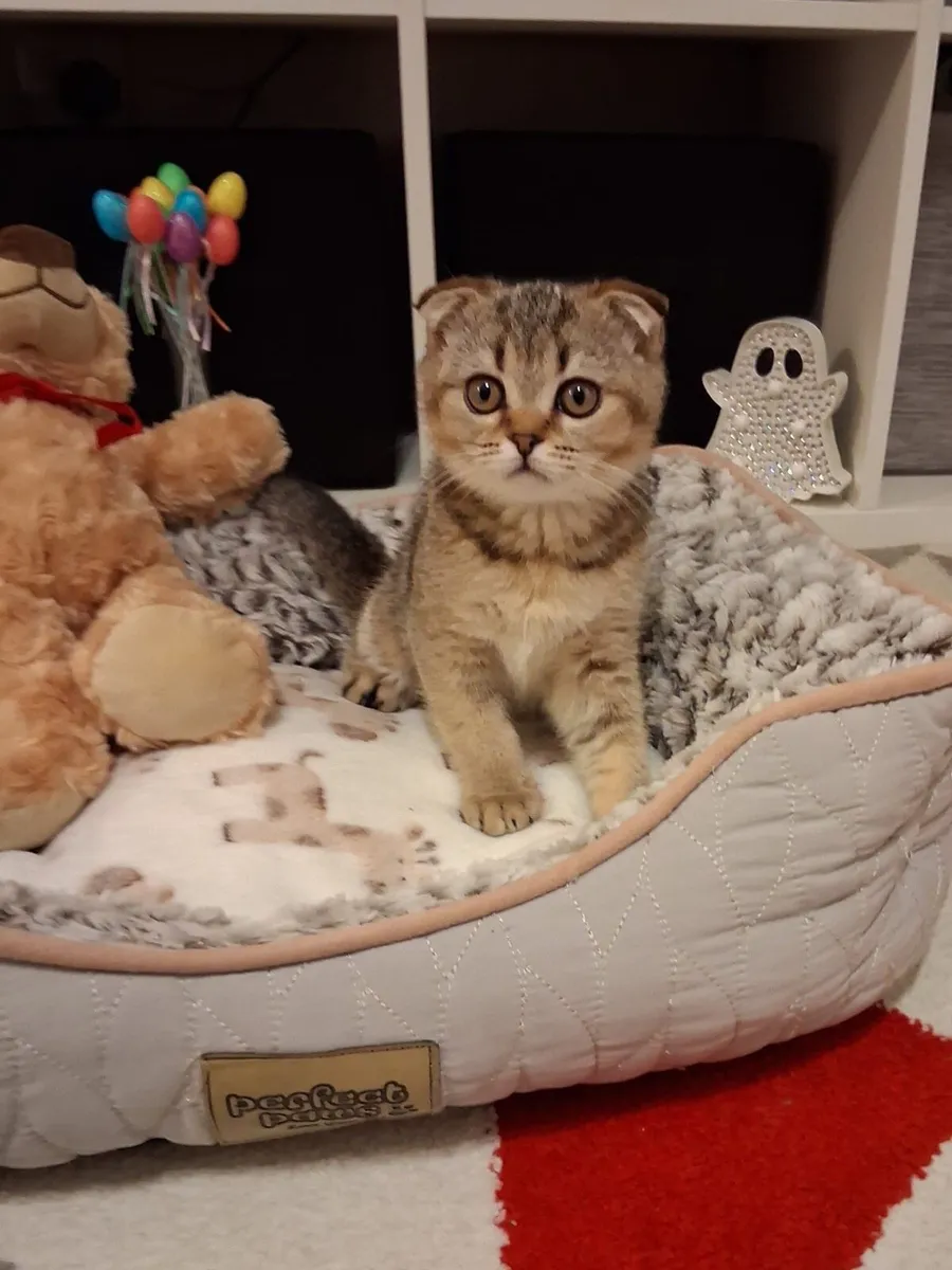 Scottish Fold Female Kitten - Image 3