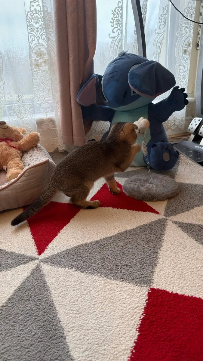 Scottish Fold Female Kitten - Image 4