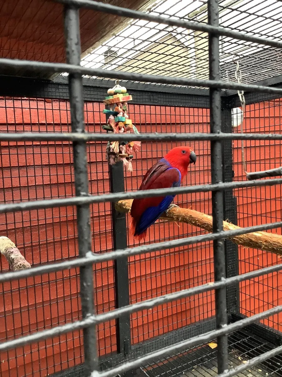 Eclectus Parrot