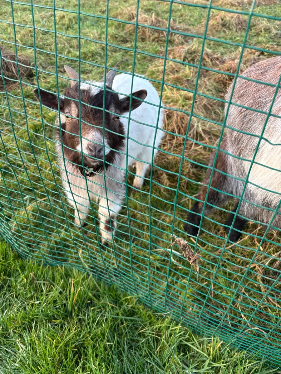 Pygmy goats - Image 2