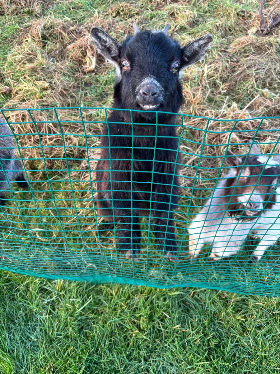 Pygmy goats - Image 1