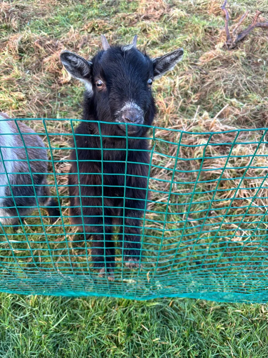 Pygmy goats - Image 3