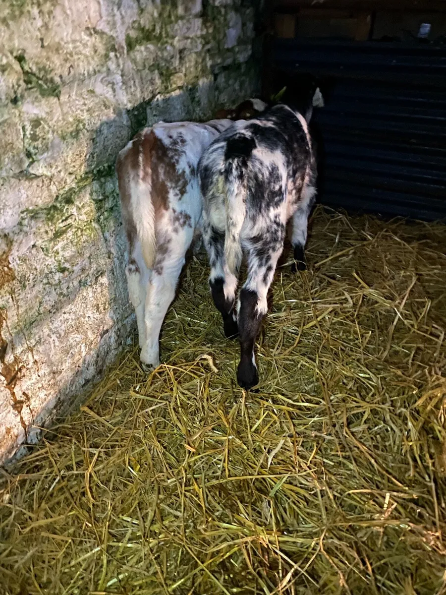 2 super shorthorn calves - Image 3