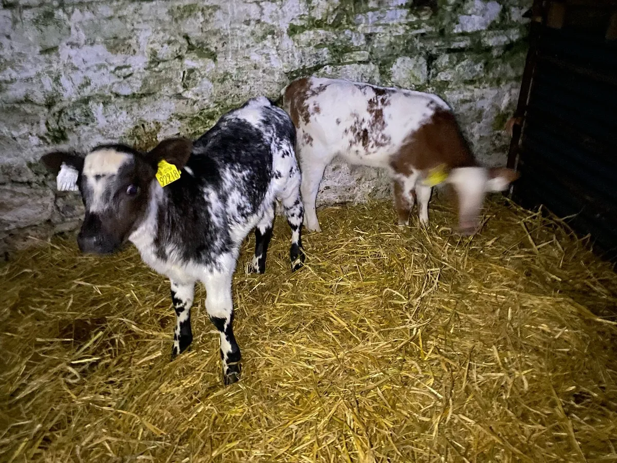 2 super shorthorn calves - Image 4