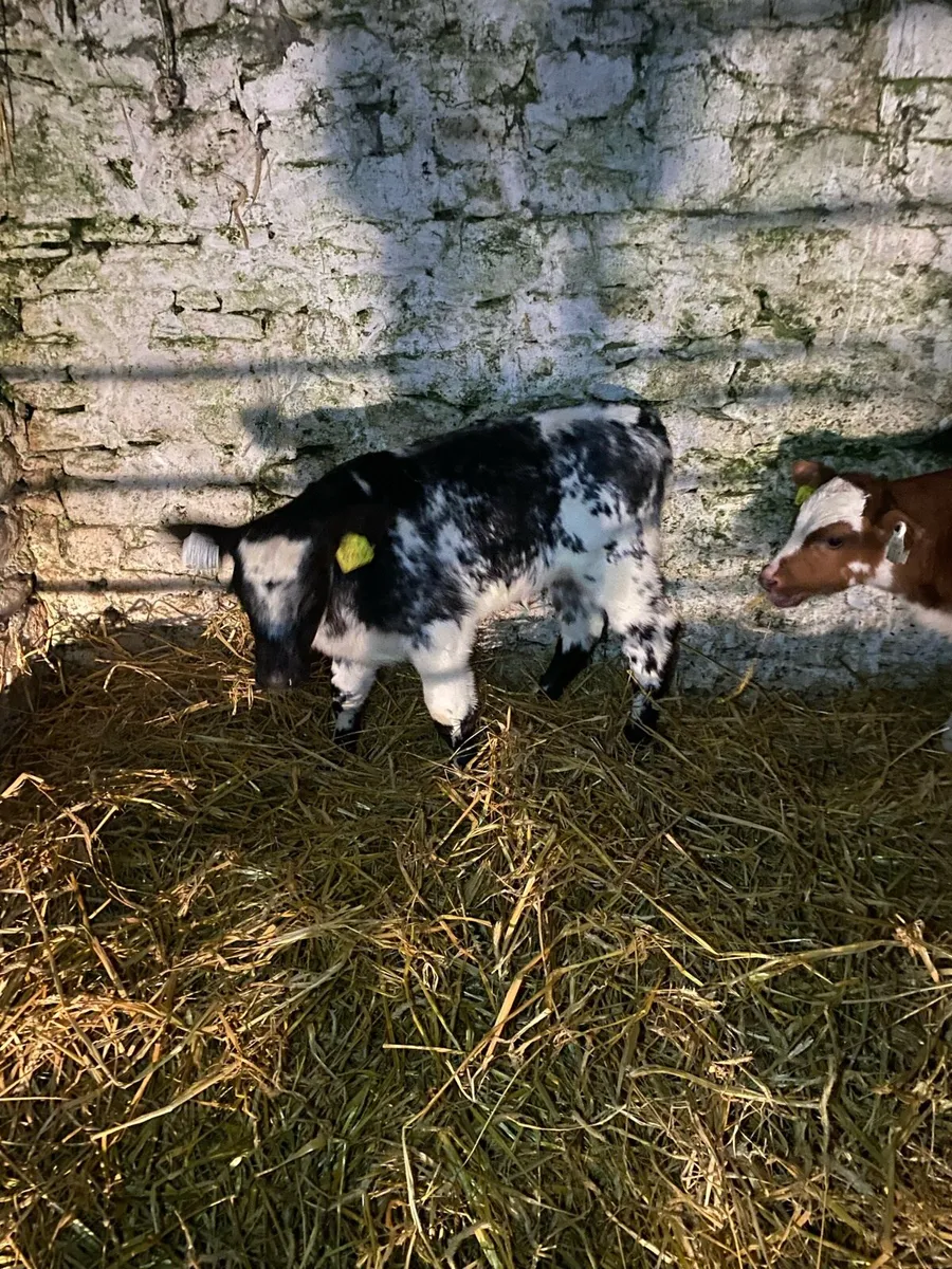 2 super shorthorn calves - Image 1