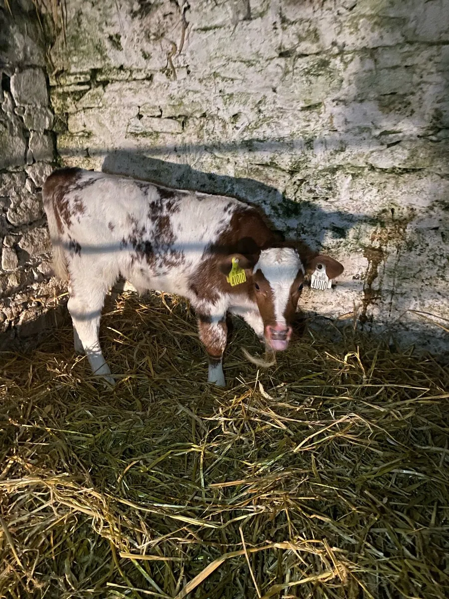 2 super shorthorn calves - Image 2