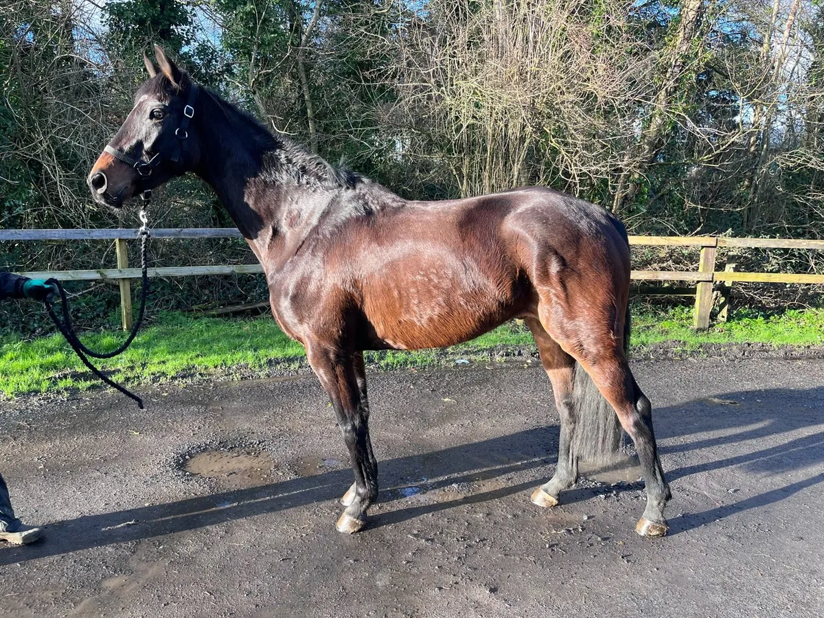 16h gelding - Image 1