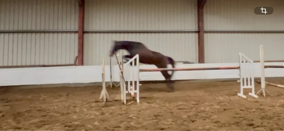 16h gelding - Image 4