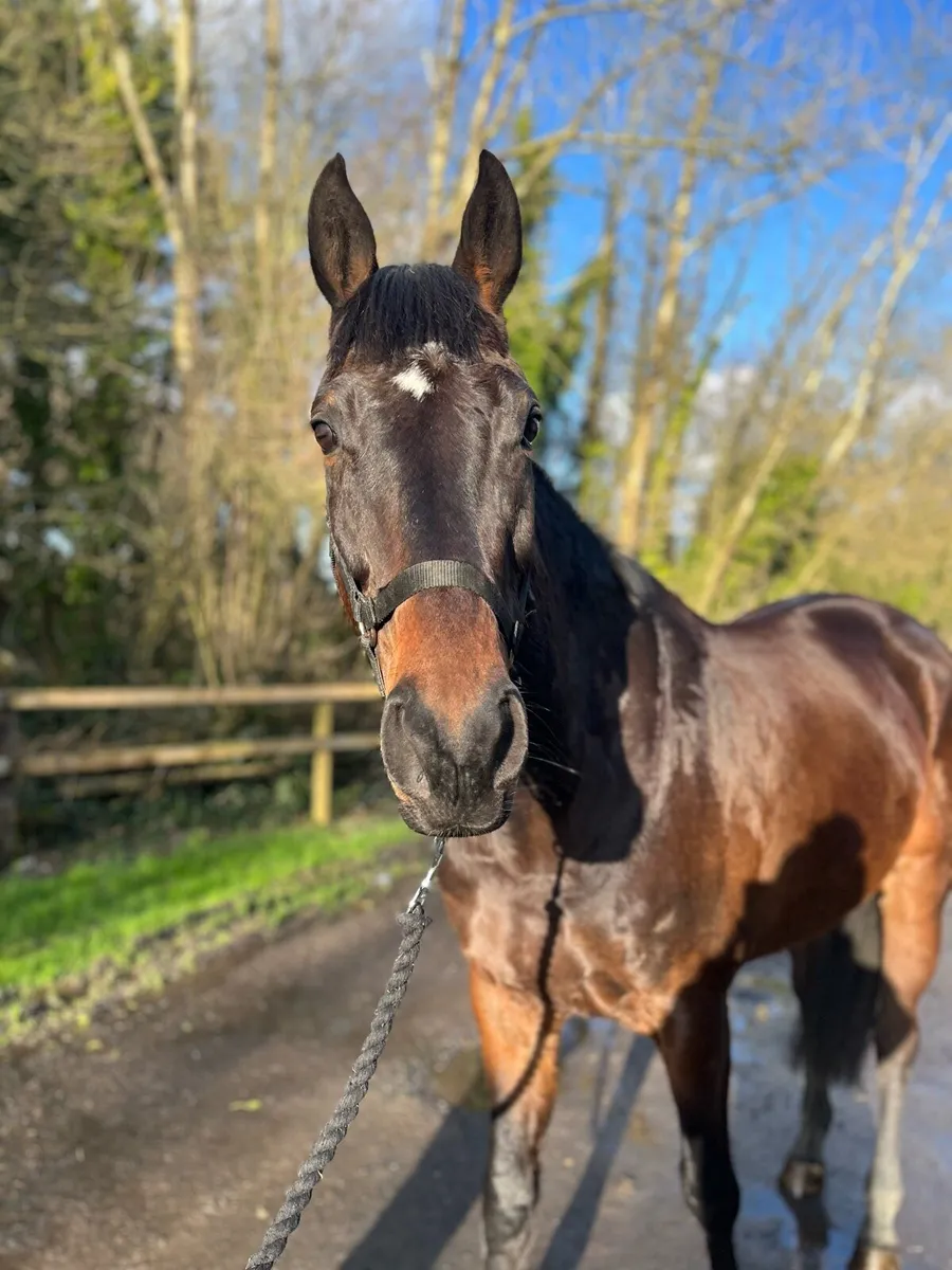 16h gelding - Image 2