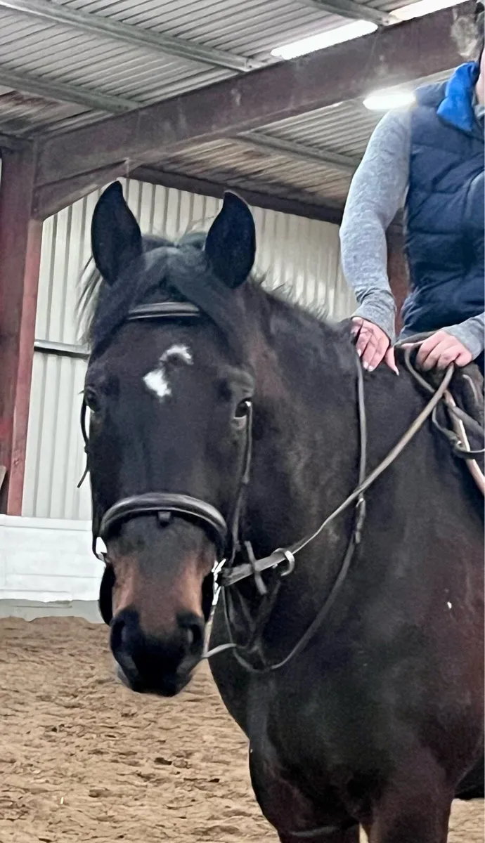 16h gelding - Image 3