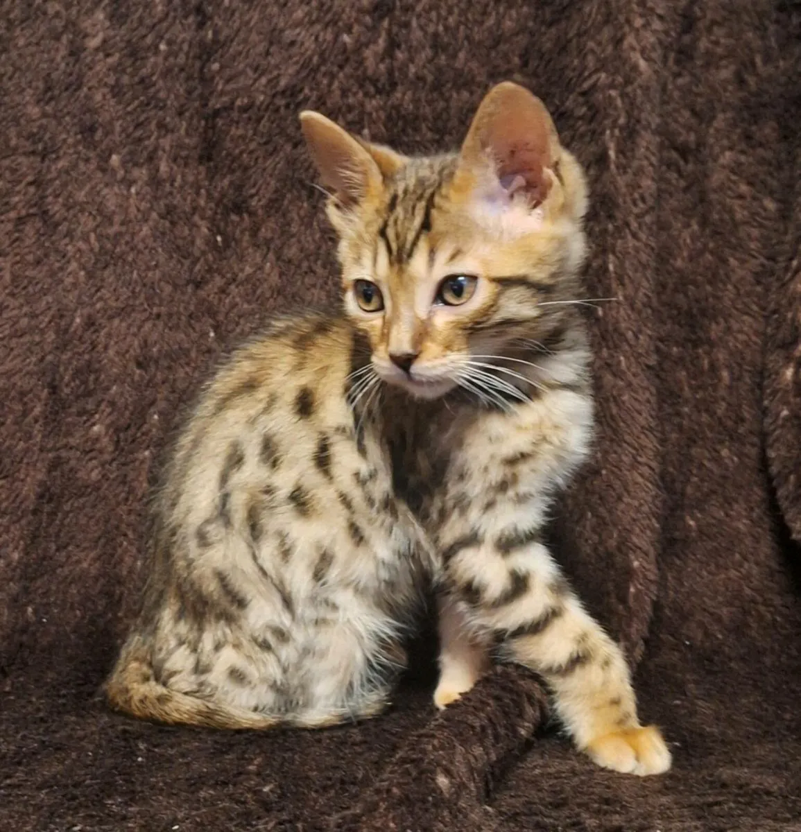 2 beautiful kittens. - Image 2