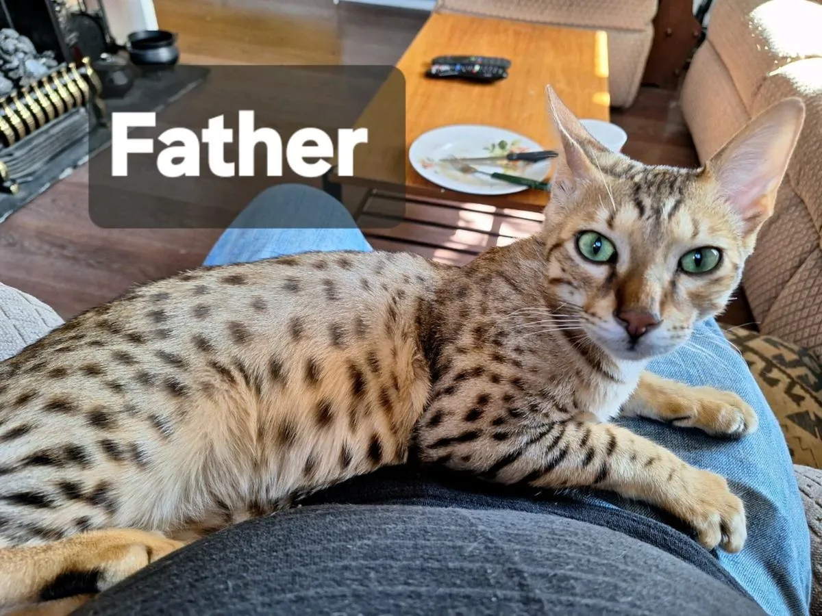 2 beautiful kittens. - Image 3