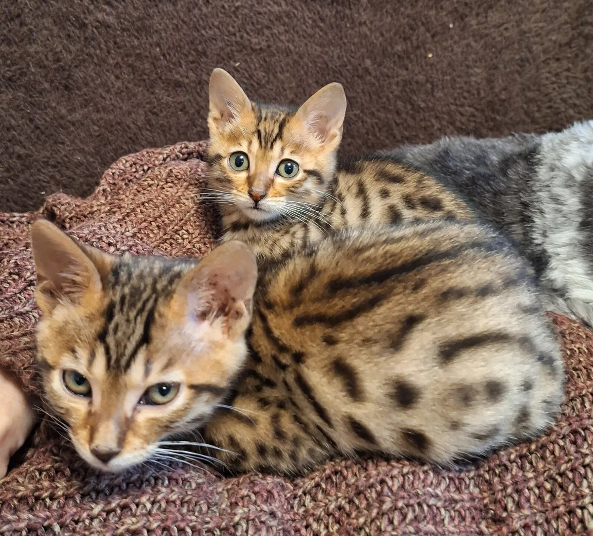 2 beautiful kittens. - Image 1