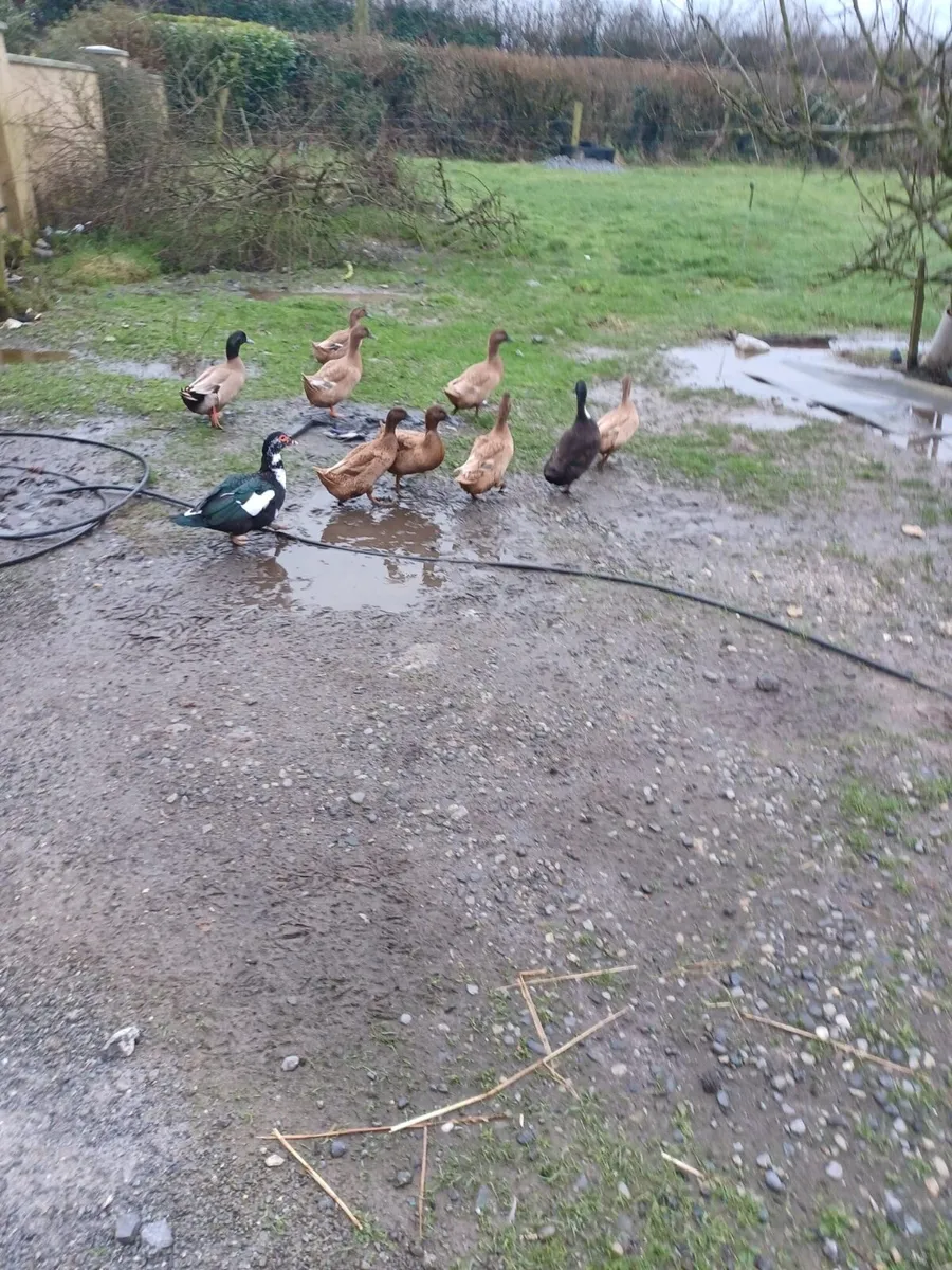 Laying ducks - Image 2