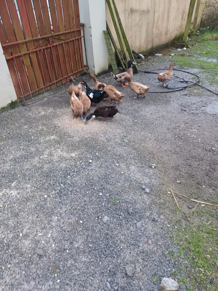 Laying ducks - Image 3