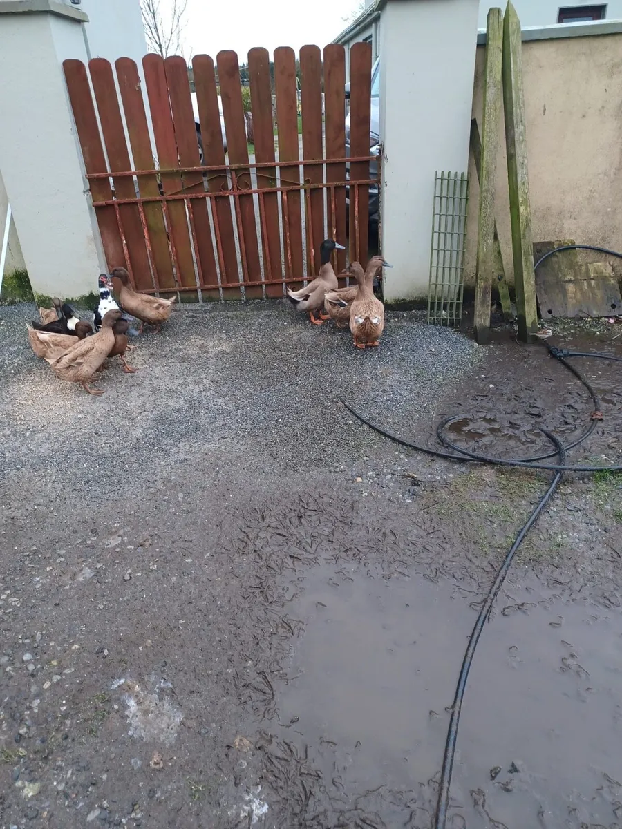 Laying ducks - Image 4