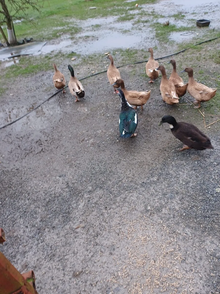Laying ducks - Image 1