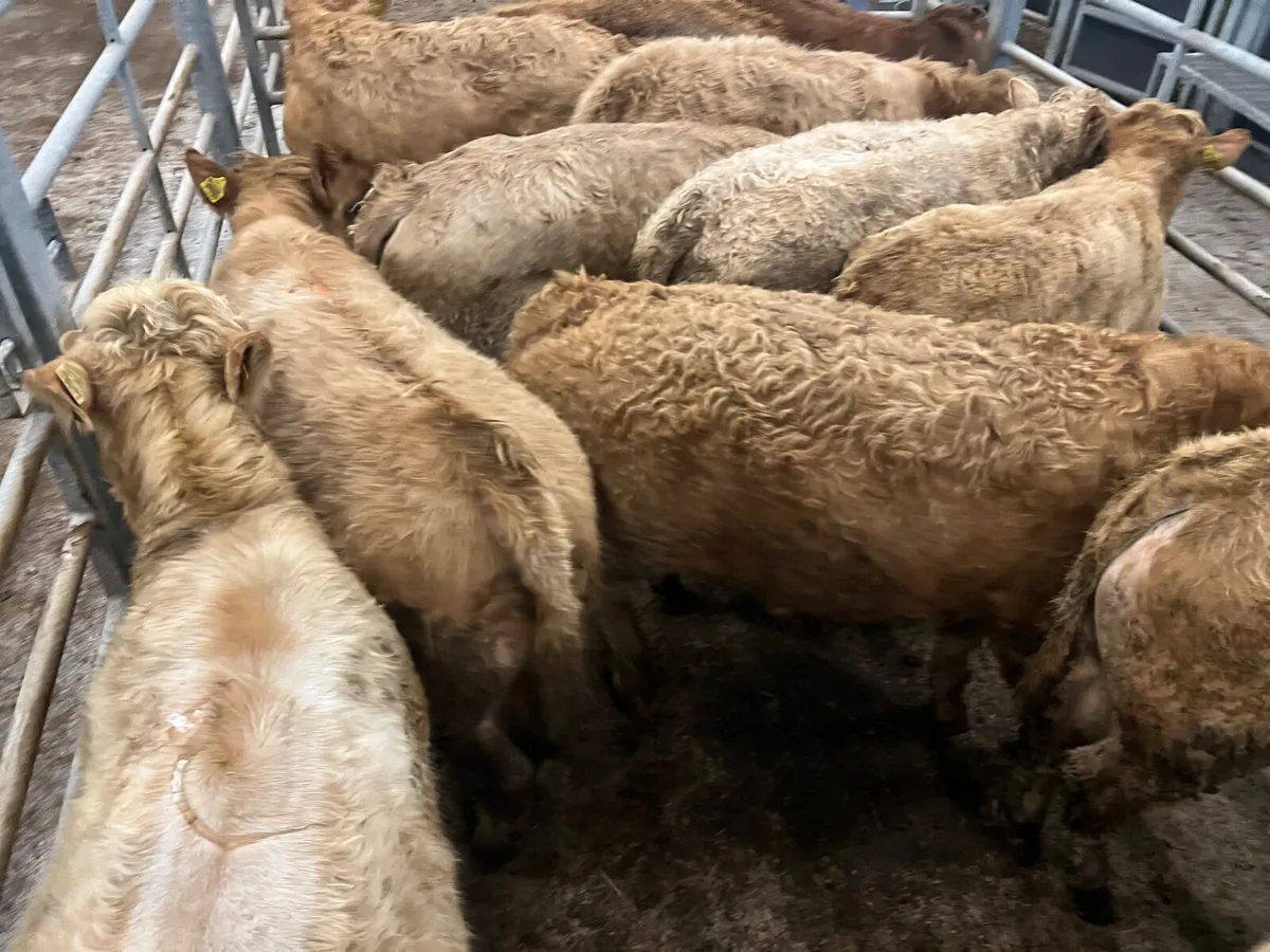 15 Charolais Bullocks • 18/2/2026 - Image 3