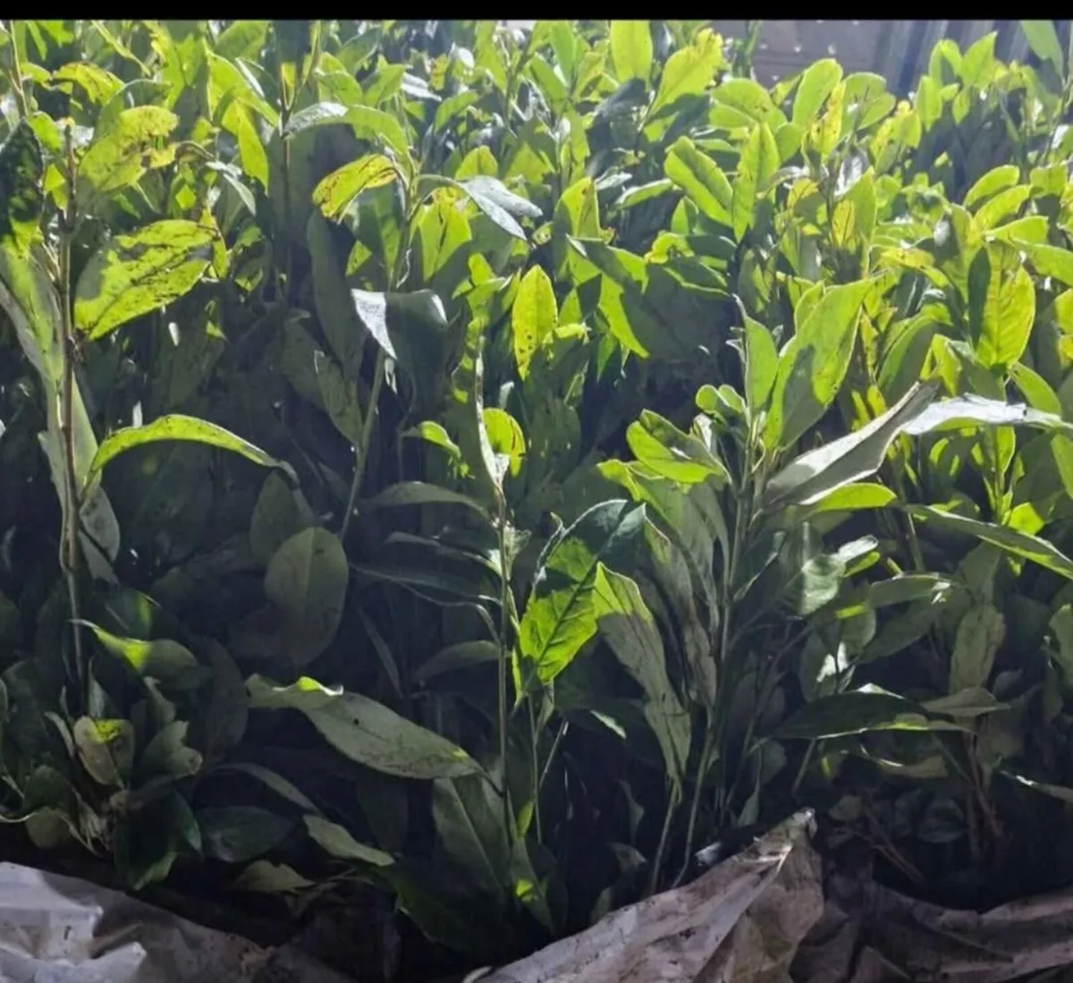 Bareroot laurels for sale