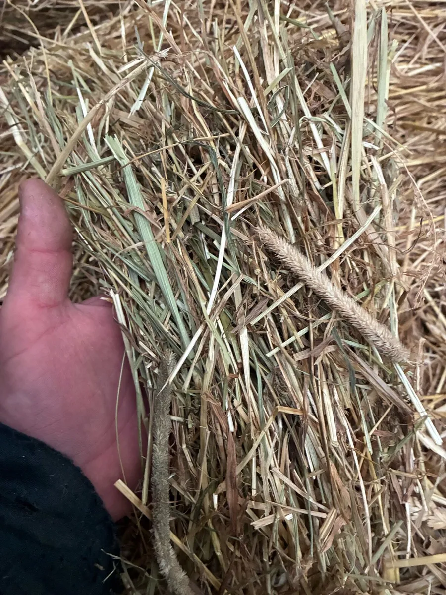 First crop horse hay - Image 2