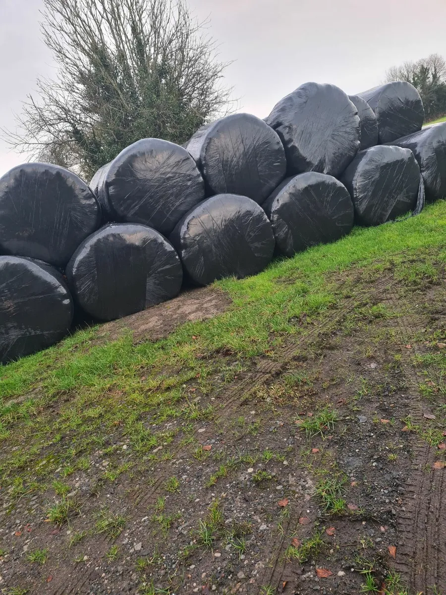 Silage - Image 2