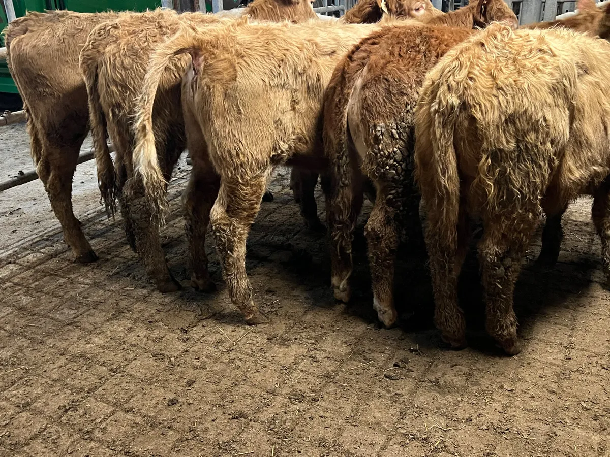 10 300kg Heifers • 18/2/26 Roscommon - Image 3