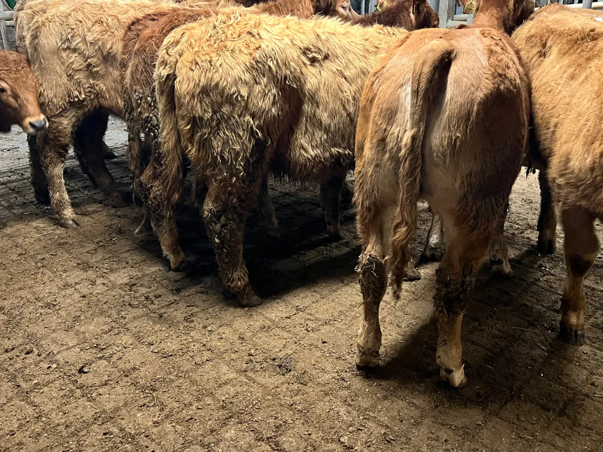 10 300kg Heifers • 18/2/26 Roscommon - Image 4