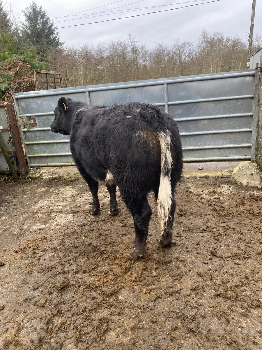 2 Super Hybrid Belgian Blue Heifers - Image 1