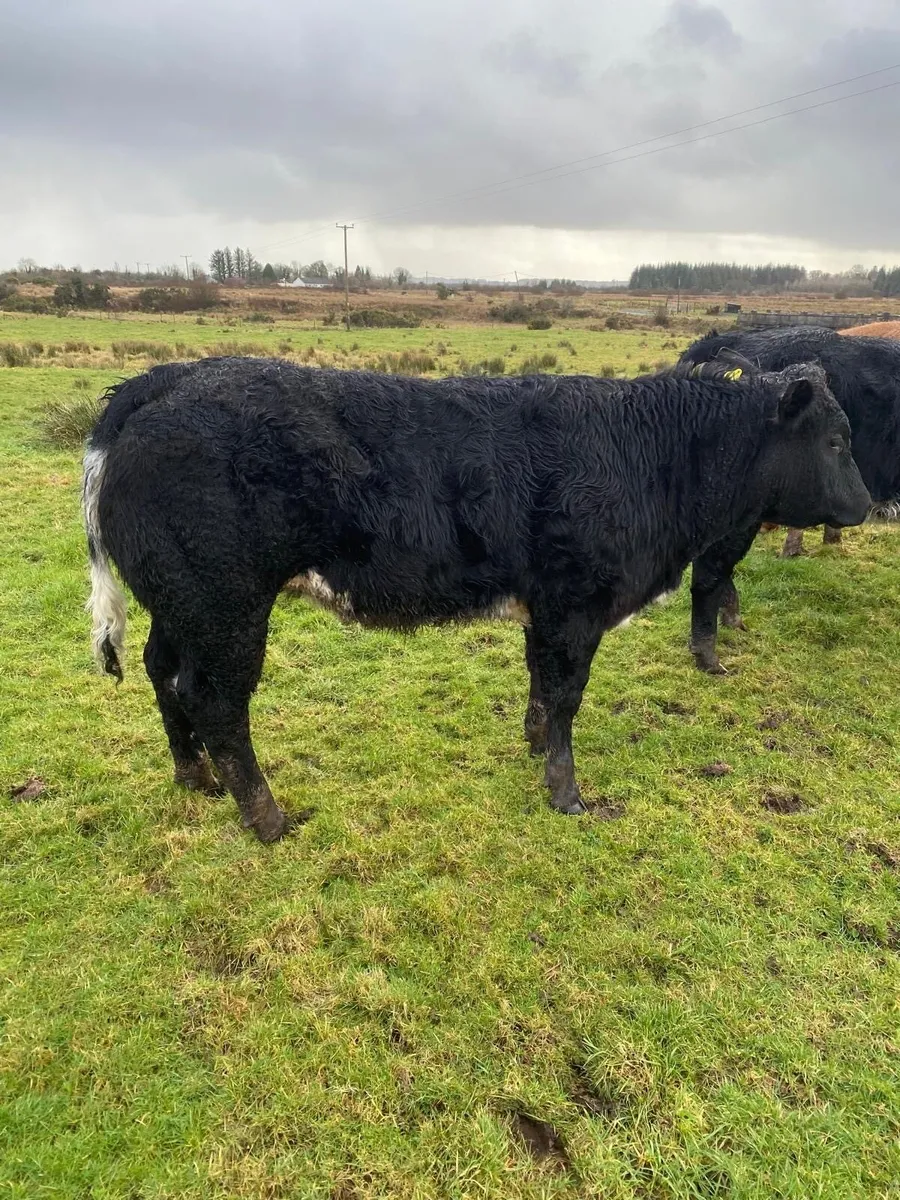 2 Super Hybrid Belgian Blue Heifers - Image 2
