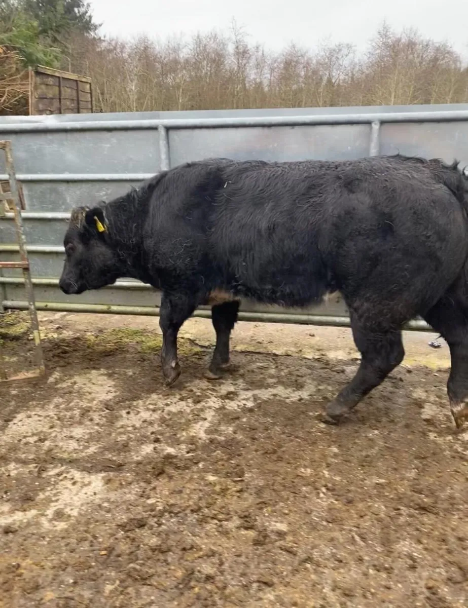 2 Super Hybrid Belgian Blue Heifers - Image 4