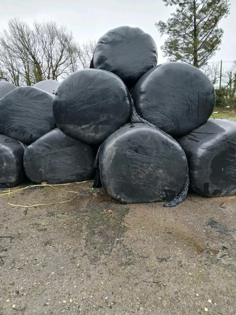 2nd cut silage - Image 1