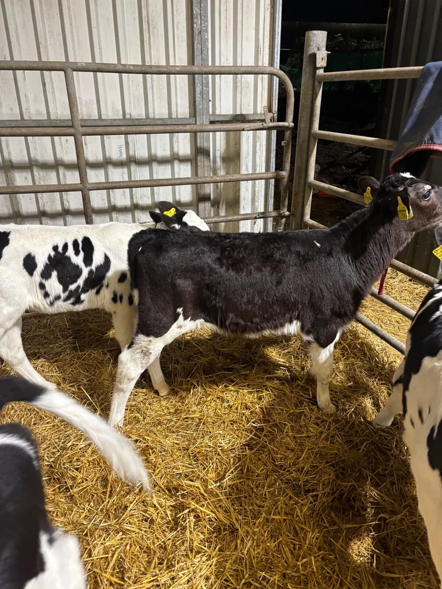 Genotyped Pedigree Fr Heifer Calves - Image 2