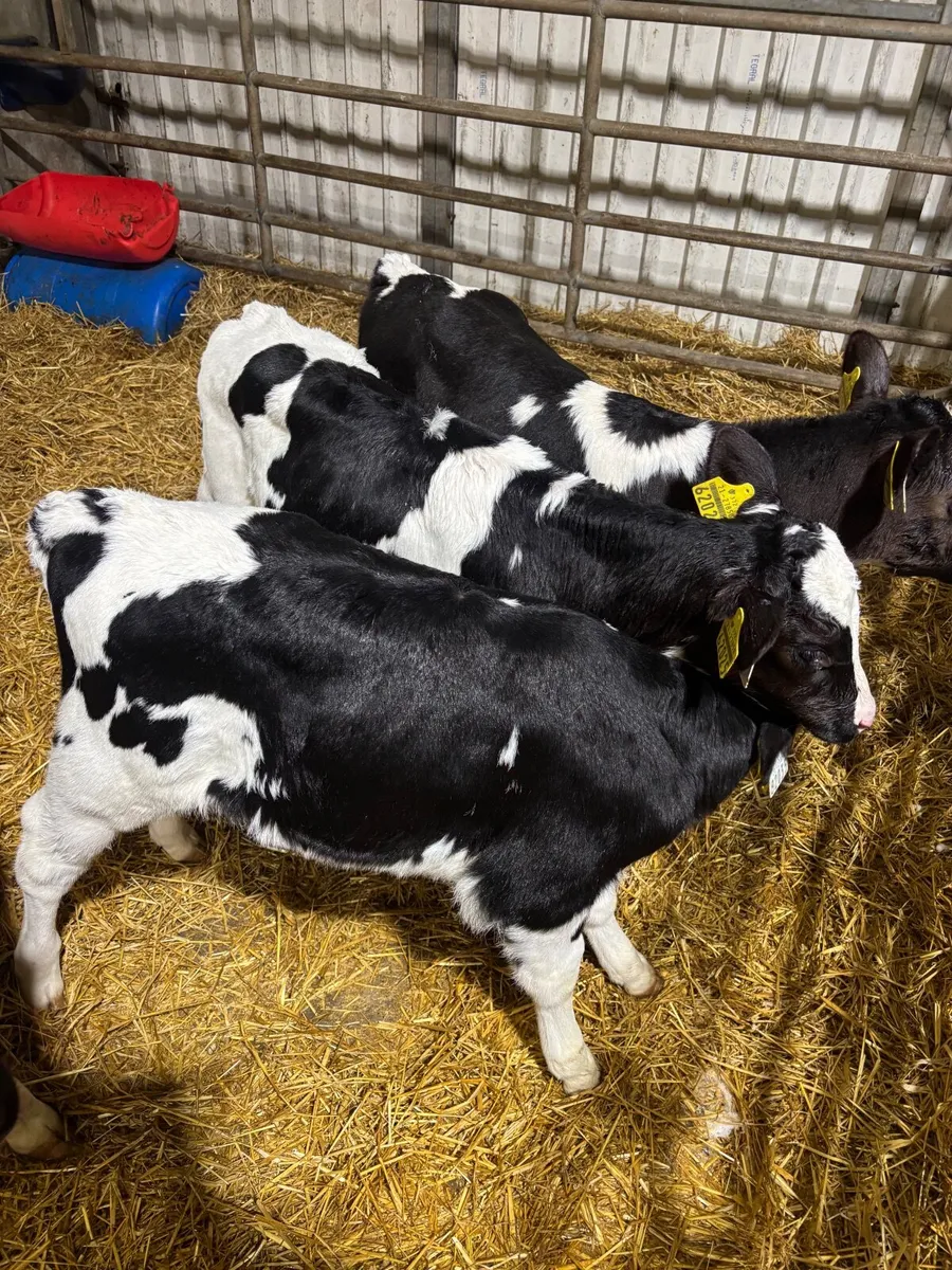 Genotyped Pedigree Fr Heifer Calves - Image 3