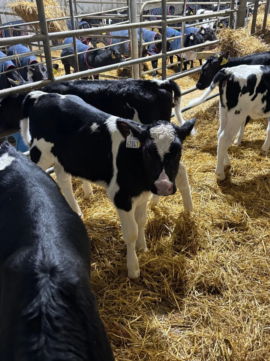 Genotyped Pedigree Fr Heifer Calves - Image 1