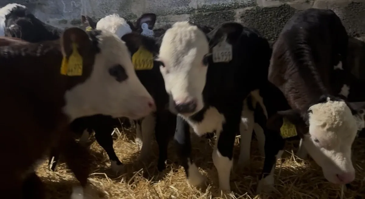 7 Whithead heifers - Image 1