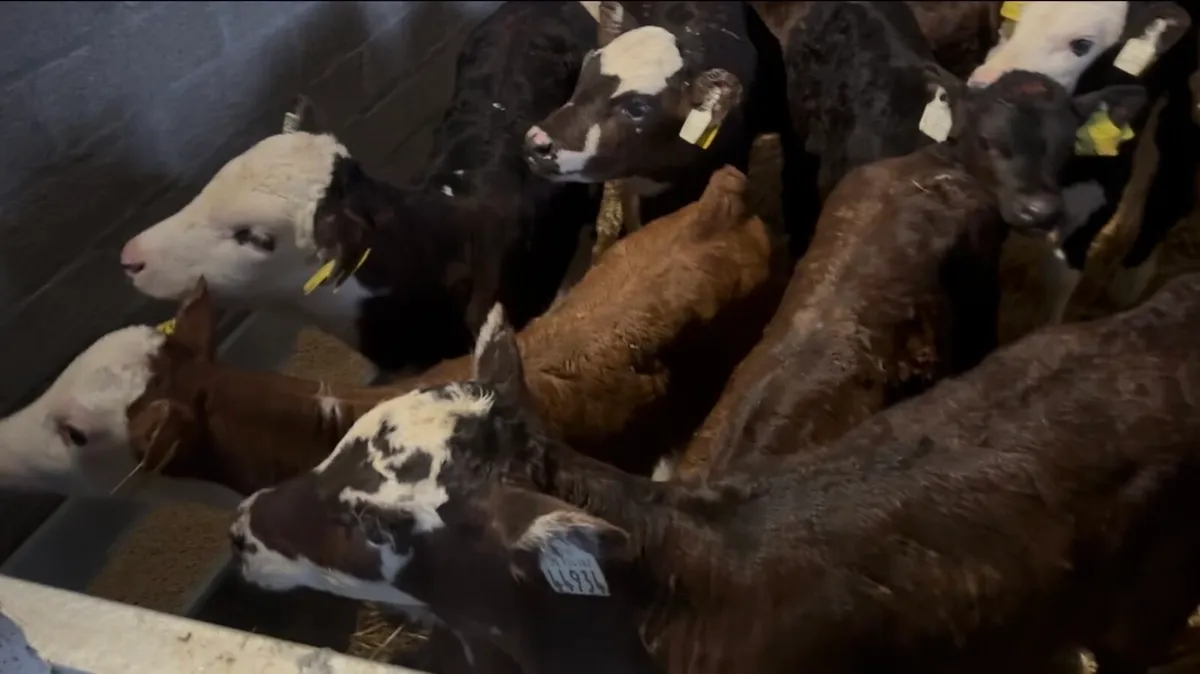 7 Whithead heifers - Image 2