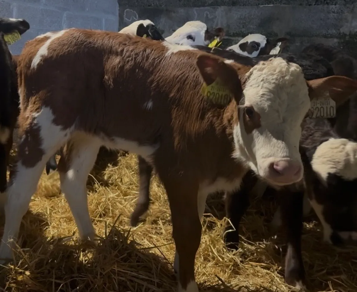 7 Whithead heifers - Image 3