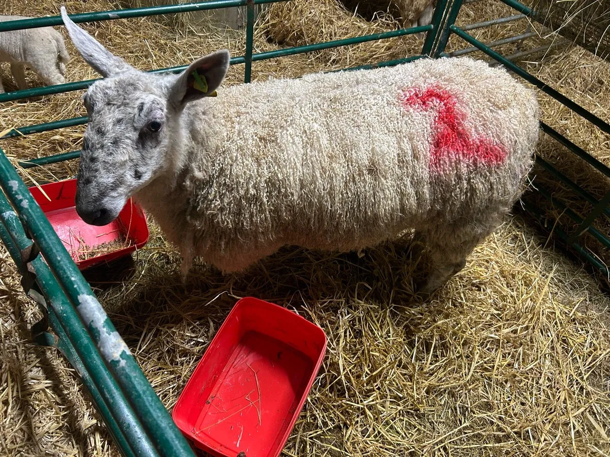 Foster ewe - Image 1